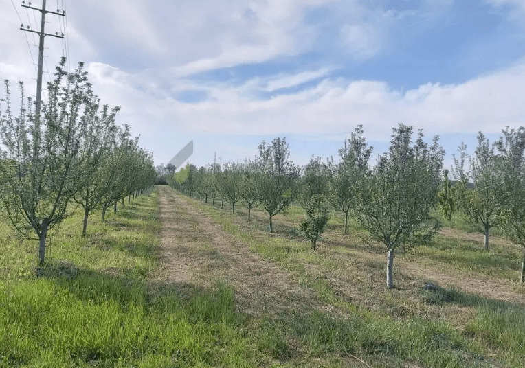 Azərbaycanda torpaqlar hərraca çıxarıldı – Qiymətlər