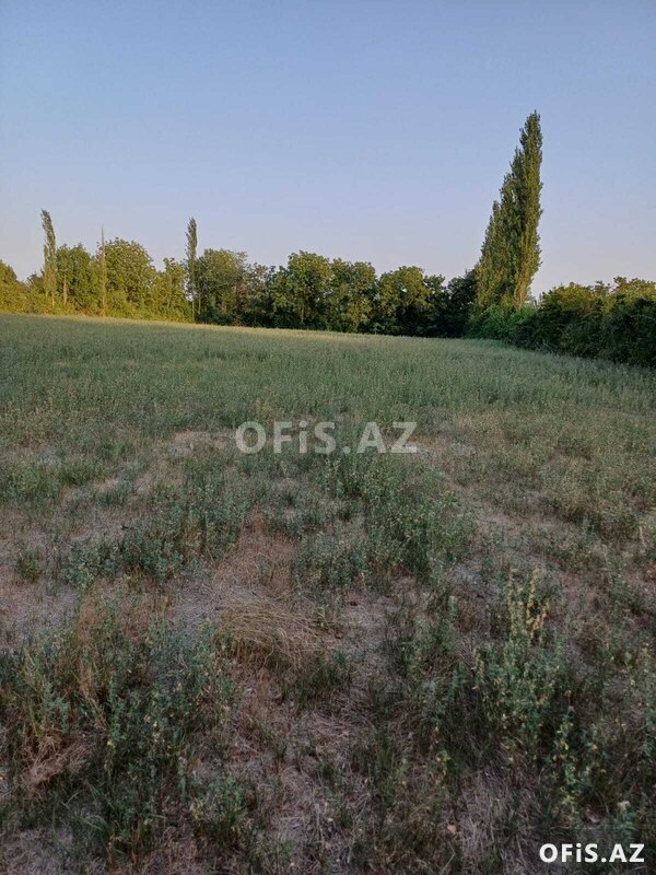 Torpaq Satılır , Şəki, Şəki Aşağı Küngüt kəndi 80 sot torpaq sahəsi, 80 sot Torpaq Satılır , Şəki, Şəki Aşağı Küngüt kəndi 80 sot torpaq sahəsi, 80 sot