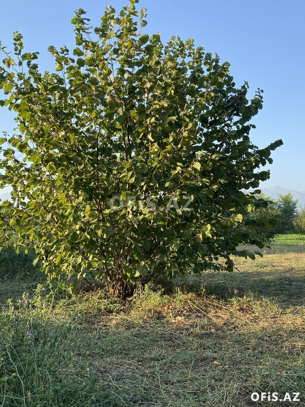 Torpaq Satılır , Oğuz, torpaq satılır, 74 sot Torpaq Satılır , Oğuz, torpaq satılır, 74 sot