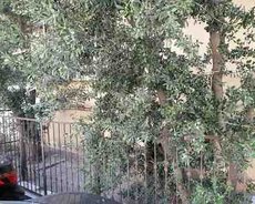 Qaraj, Qara Qarayev m