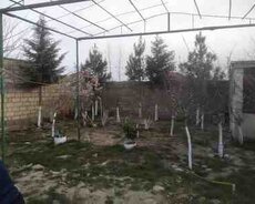 Bağ evi kirayə verilir, Türkan qəs
