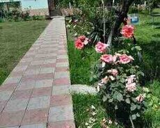 Həyət evi kirayə verilir, Qəbələ r