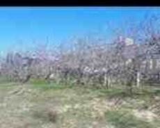 13 sot torpaq sahəsi, Saray qəs