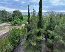 Həyət evi kirayə verilir, Nabran r