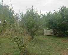 50 sot torpaq sahəsi, İsmayıllı r