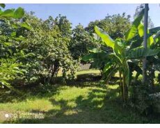 Həyət evi kirayə verilir, Qəbələ ş