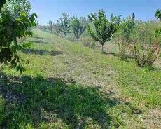 11300 sot torpaq sahəsi, Quba r