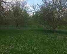 80 sot torpaq sahəsi, Qəbələ r