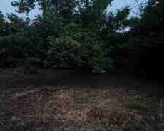 30 sot torpaq sahəsi, Xaçmaz r