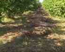 217 sot torpaq sahəsi, Qusar r