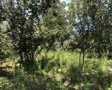 33 sot torpaq sahəsi, Qəbələ ş