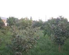 6 sot torpaq sahəsi, Xaçmaz r