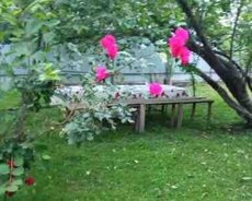 Həyət evi kirayə verilir, Qəbələ r