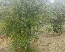 30 sot torpaq sahəsi, Talıstan kəndi