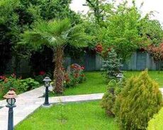 Villa kirayə verilir, Qəbələ ş