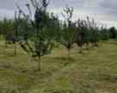 20 sot torpaq sahəsi, Qəbələ r