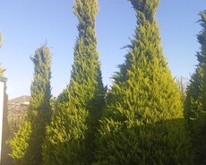 Sabunçu r., Maştağa q.