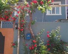 Abşeron r., Masazır q.