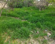 Abşeron r., Digah q.