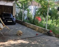 Binəqədi r., Avtovağzal m.