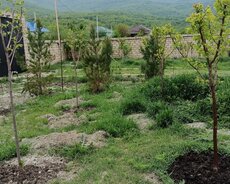 Xızı, Xızıda qunluk kirayə
