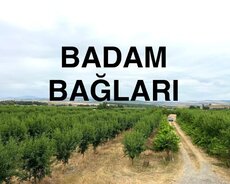 Şabran, Sabran 8 Hektar badam baglari