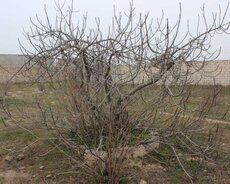 Sabunçu r., Maştağa q.