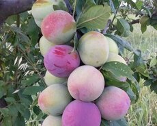 Xaçmaz, Xaçmaz rayon, Qaraçay kəndi