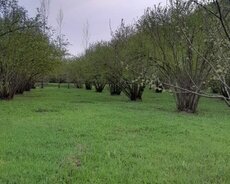 Qəbələ, Qəbələ rayonu Həzrə kəndində torpaq satılır