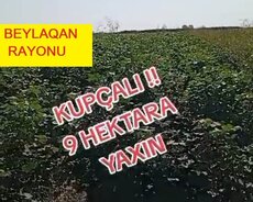 Beyləqan, Beyləqan rayonu, Sarısu kəndi