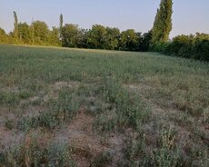 Şəki, Şəki Aşağı Küngüt kəndi 80 sot torpaq sahəsi