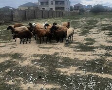 Sabunçu r., Məmmədli q.