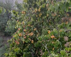 Saatlı, 116 sot torpaq. kupça var