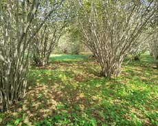 Qəbələ, Qəbələdə 50 sot torpaq satılır