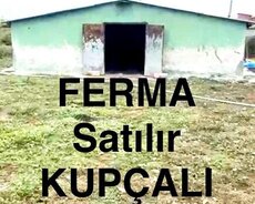 Xaçmaz, Xacmaz Ferma Satilir