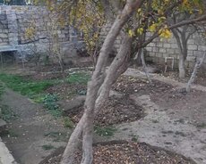 Sabunçu r., Maştağa q.