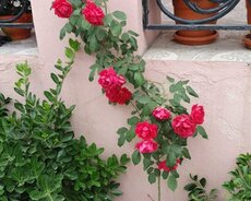 Sabunçu r., Nardaran q.