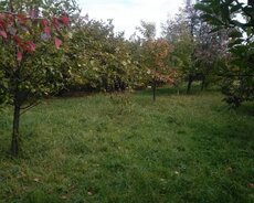 Xaçmaz, Satılır bol meyvə bağı torpağ