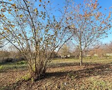 Qəbələ, Nohur göl