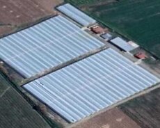 Gəncə, istixana satılır