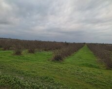 Xaçmaz, Xaçmaz rayonu dedeli