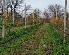 Quba, Bağ satılır