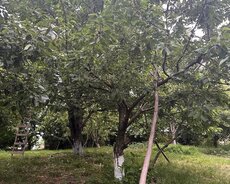 Quba, Qubada torpaq Satılır