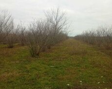 Xudat, 1 hektar Torpaq satılır