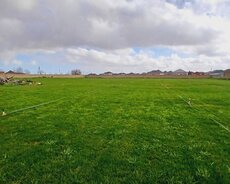 Xəzər r., Buzovna q.