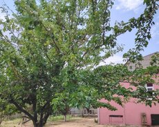 Abşeron r., Saray q.