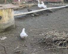 Lənkəran, Lenkeran B.mirsalayev kucesi