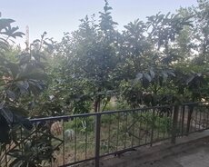 Xəzər r., Şüvəlan q.