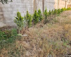 Xəzər r., Buzovna q.