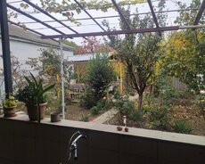 Şabran, Satılır tam əsyali